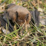 Chauve souris dans la zone naturelle de Condé