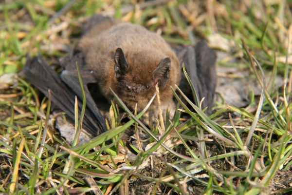 Chauve souris dans la zone naturelle de Condé